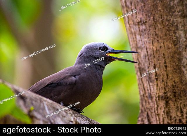 Lesser noddy (Anous tenuirostris), Lesser Noddi, Bird Sanctuary, Cousin Island, Seychelles, Cousin, Seychelles, Africa