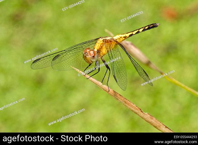 Dragonfly, Tropical Rainforest, Costa Rica, Central America, America