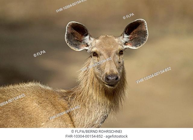 Sambar (Rusa unicolor) adult female, close-up of head and neck, Ranthambore N.P., Rajasthan, India, March