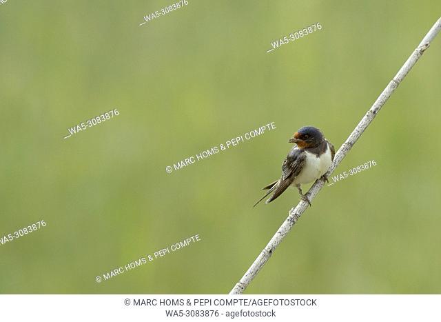 Barn swallow female in Aiguamolls de l'empordà natural park, Catalonia, Spain