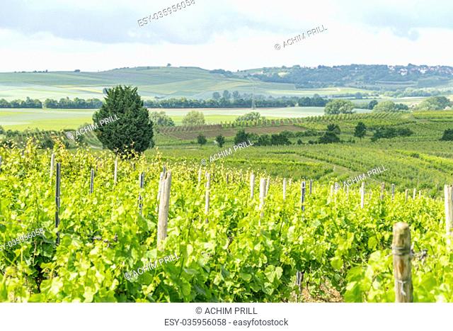 winegrowing scenery around loerzweiler in rhineland-palatinate in germany at spring time
