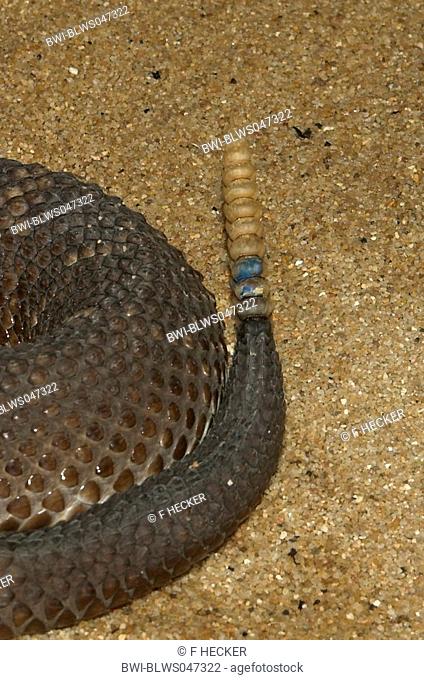 neotropical rattlesnake, cascabel Crotalus durissus, Crotalus terrificus, tail with rattle
