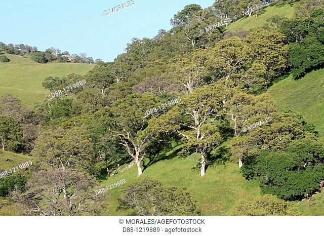 California Black Oak Mariposa area  California Quercus kelloggii  Order:Fagales  Family:Fagaceae