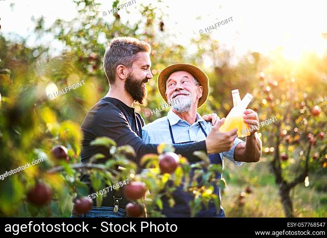 A senior man with adult son holding bottles with cider in apple orchard in autumn at sunset