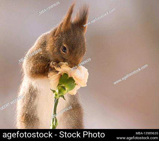 red squirrel is smelling a yellow flower with snow