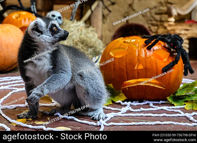 30 October 2023, Hamburg: Lemurs explore the Halloween decorations at the Hagenbeck Tropical Aquarium in Hamburg. Fancy decorations and breakfast treats delight...