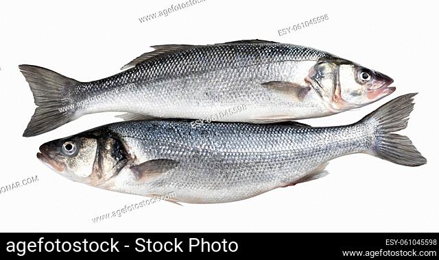 Raw seabass. Two fresh sea bass fishes isolated on white background with clipping path