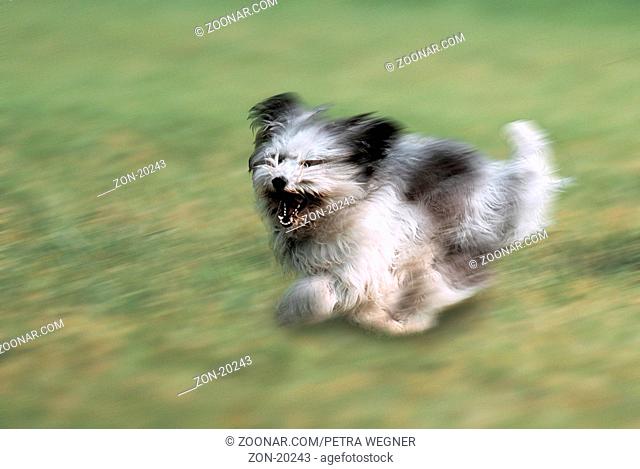PON, Polski Owczarek Nizinny, Polnischer Niederungshuetehund, laufend / Polish Lowland Sheepdog, running