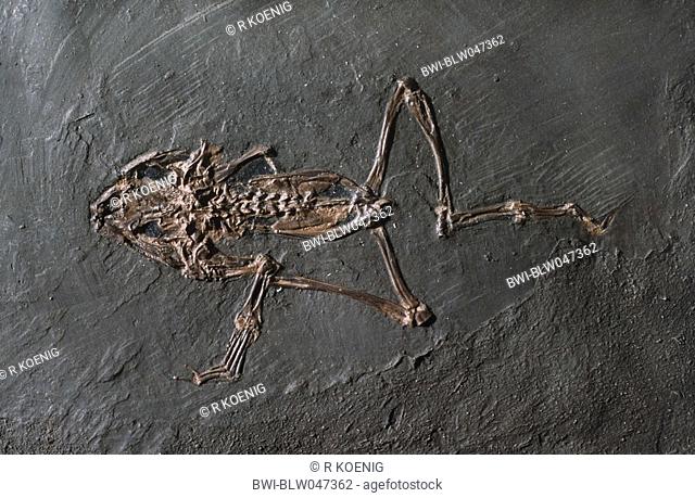 Propelodytes wagneri, extinct anuran of Messel pit
