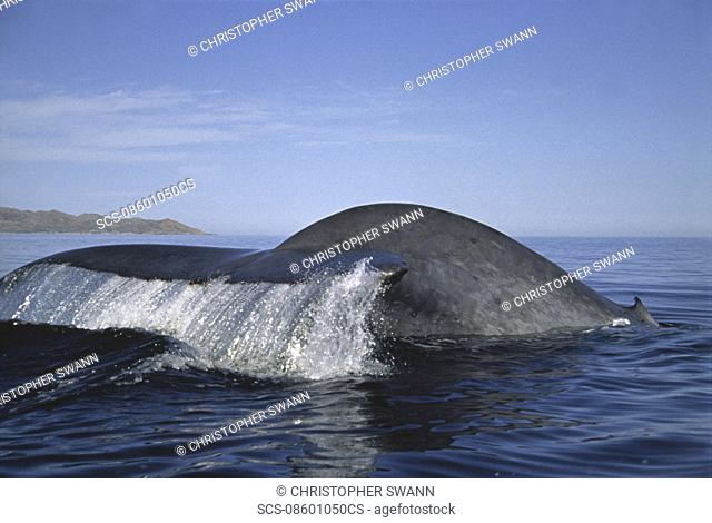 A diving blue whale Balaenoptera musculus tail and dorsal fin Gulf of California Restricted Resolution Please contact us