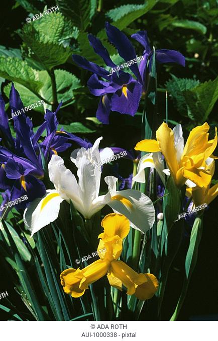 Iris reticulata - mixed colors - a cheerful colored bouquet in the garden