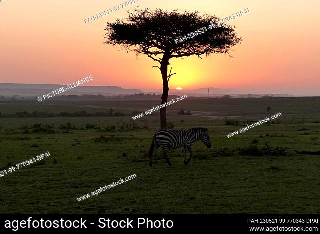 06 March 2023, Kenya, Masai Mara: Zebra in front of rising sun Photo: David Renke/dpa. - Masai Mara/Masai Mara/Kenya