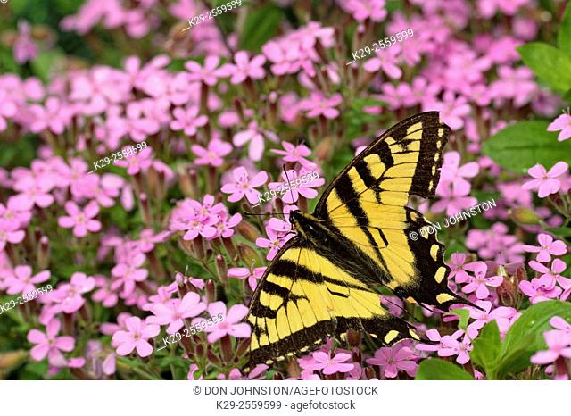 Canadian tiger swallowtail (Papilio Canadensis) Nectaring garden flowers, Greater Sudbury, Ontario, Canada