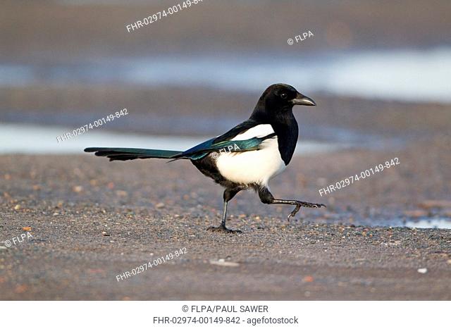 Common Magpie Pica pica adult, walking on shore, Suffolk, England, february