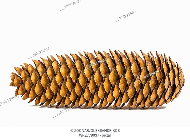 Beautiful pine cone isolated on a white background