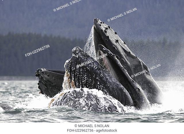 Humpback Whales Megaptera novaeangliae co-operatively bubble-net feeding in Stephen's Passage, Southeast Alaska, USA. Pacific Ocean