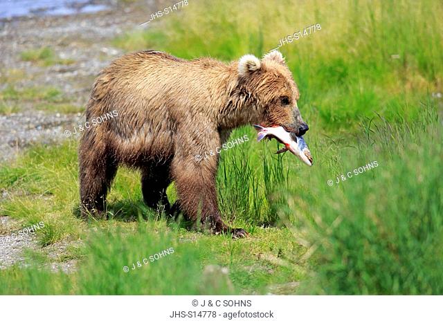 Grizzly Bear, (Ursus arctos horribilis), adult feeding on salmon , Brookes River, Katmai Nationalpark, Alaska, USA, North America