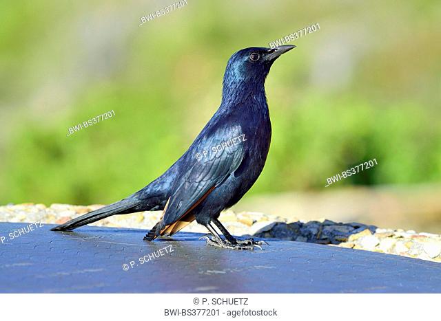 trisram's starling (Onychognathus tristramii), on a street, South Africa, Table Mountain National Park