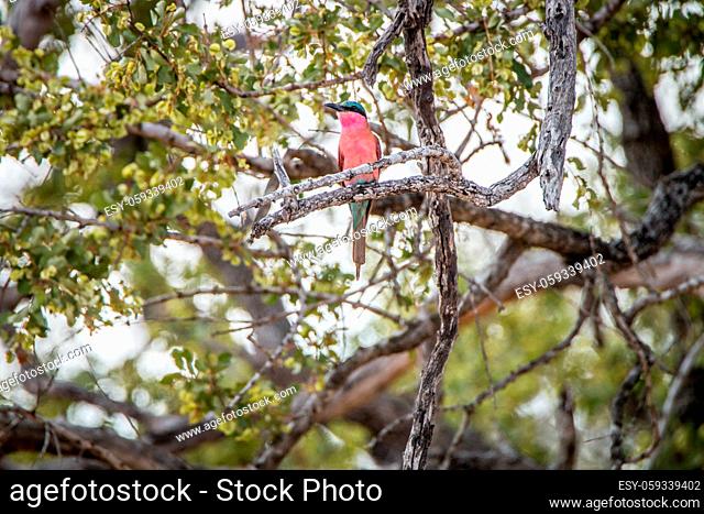 Southern carmine bee-eater sitting on a branch in the Kruger National Park, South Africa