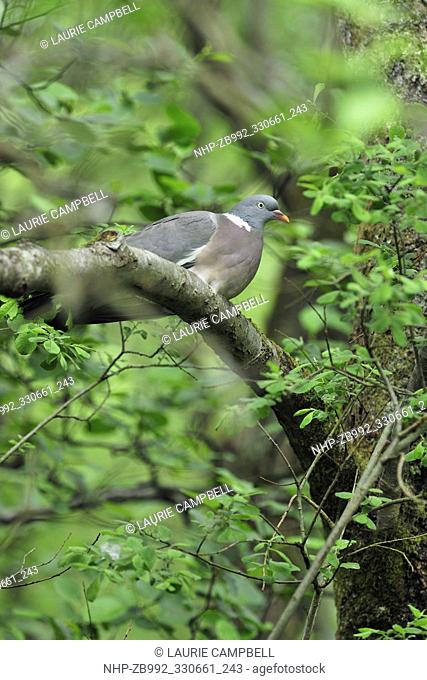 Woodpigeon (Columba palumbus) perched in alder tree at Lendrick Hill, Glen Finglas, Woodland Trust Reserve, Loch Lomond and the Trossachs National Park