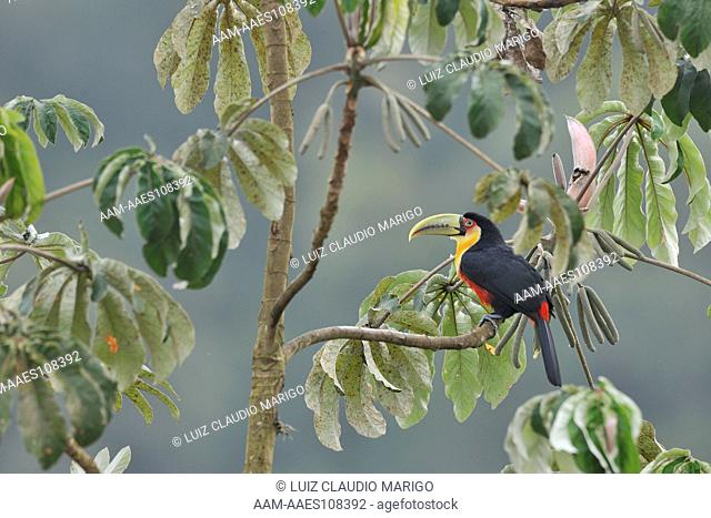 Red-breasted Toucan (Ramphastos dicolorus) in S?o Roque de Minas town, Minas Gerais State, Southeastern Brazil
