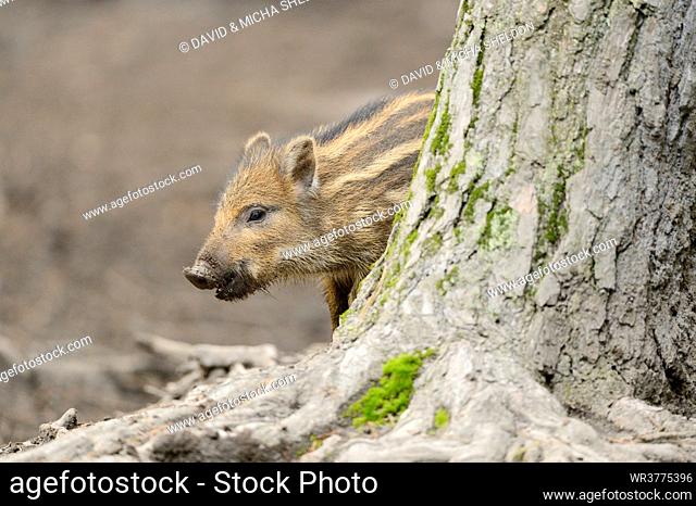 Wild boar (Sus scrofa) piglet in a forest