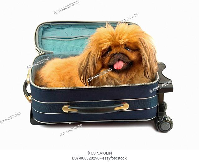 Dog in travel case