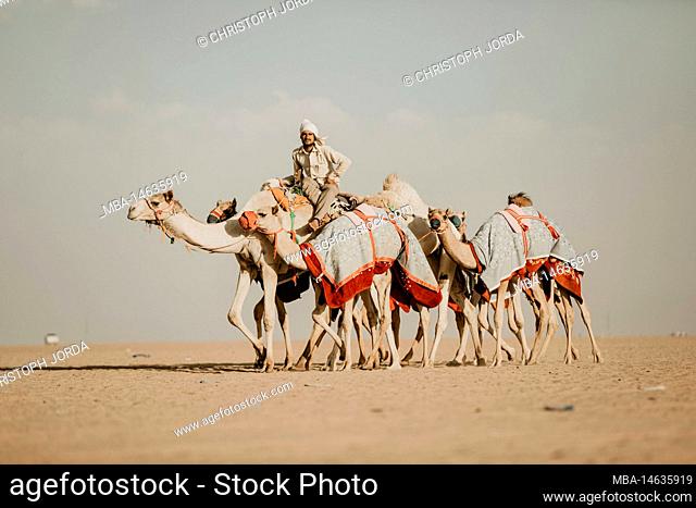 Saudi Arabia, Najran Province, Najran, Camels