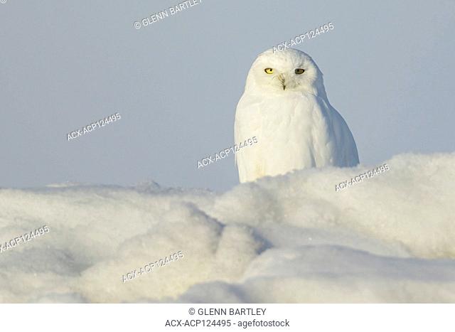 Snowy Owl (Bubo scandiacus) perched on ice on the tundra in Northern Alaska