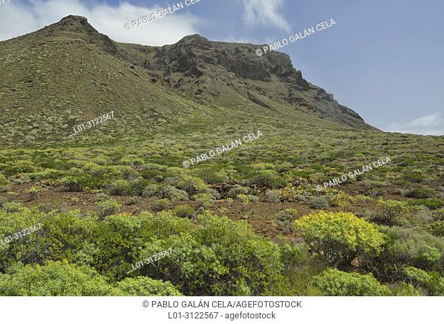 Arid land vegetation in the Teno Peninsula, Tenerife, Canary Islands, Spain