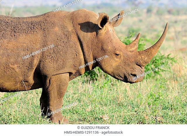 South Africa, Mpumalanga region, the South Kruger National Park, white rhinoceros or square-lipped rhinoceros (Ceratotherium simum)