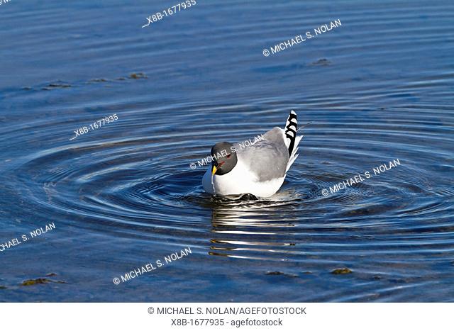 An adult Sabine's Gull Xema sabini in melt water pool in the Svalbard Archipelago, Norway
