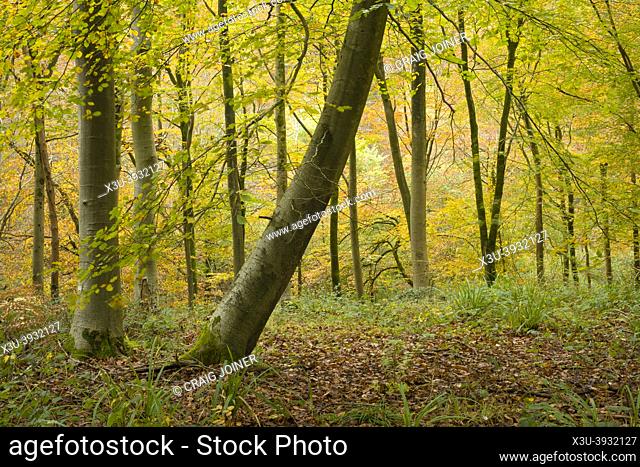 Autumn colours in a beech woodland at Goblin Combe, North Somerset, England