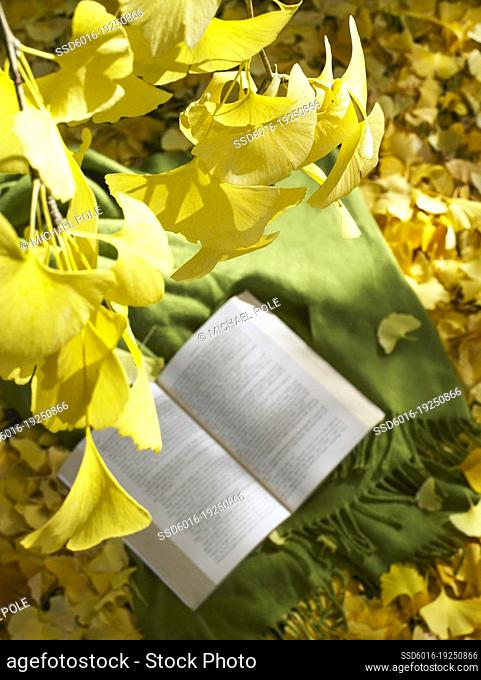 Abandoned rug and book resting on golden ginko leaves in the garden