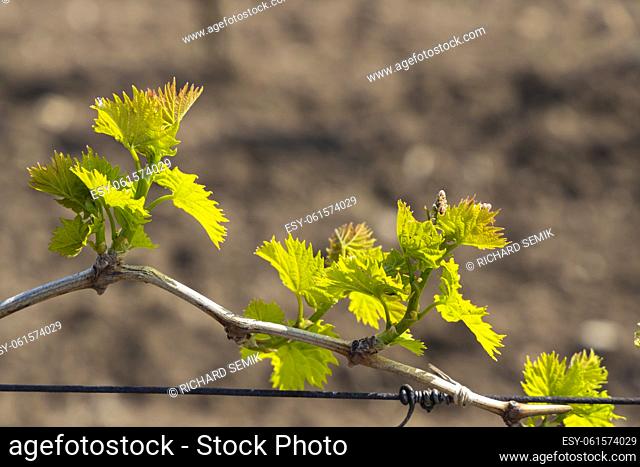 detail of spring vine branch, Southern Moravia, Czech Republic