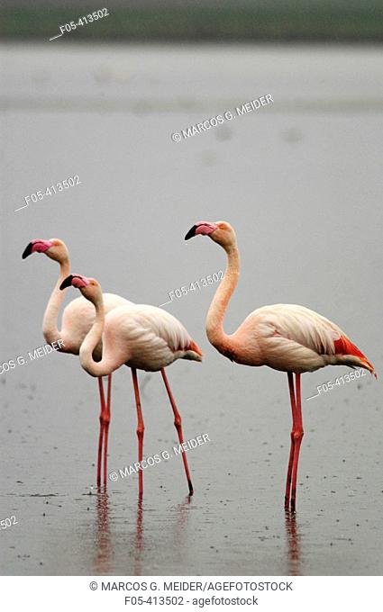 Greater Flamingos (Phoenicopterus ruber). Group of adults standing on shallow waters while it rains. Fuente de Piedra Lagoon. Málaga province. Spain