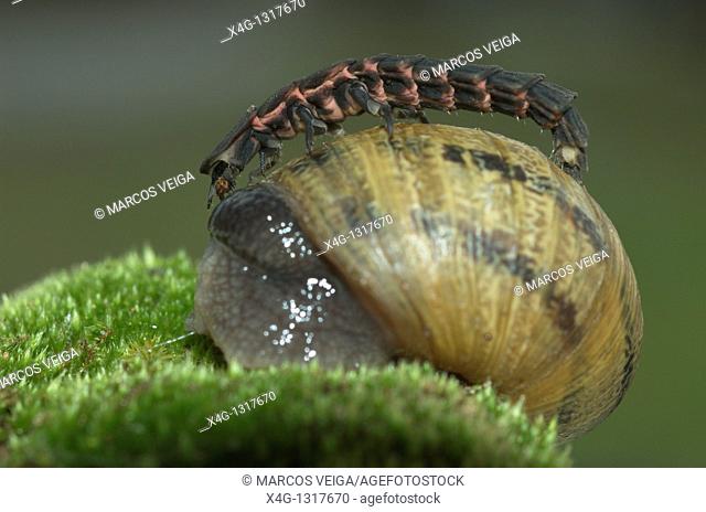 Glow-worm Lampyris noctiluca attacking a Garden snail Helix aspersa