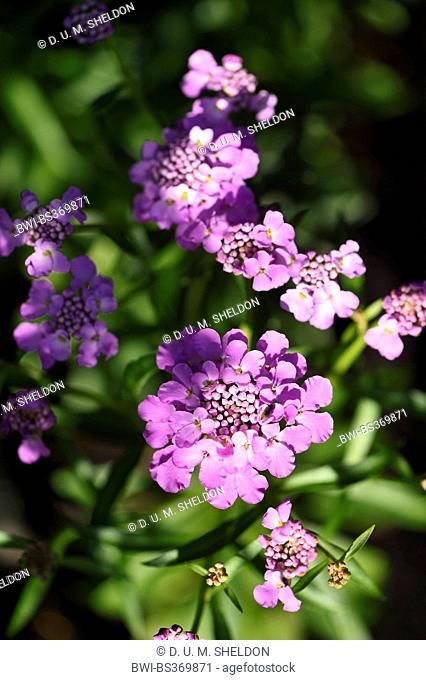 globe candytuft, umbellate candytuft, common candy-tuft (Iberis umbellata), blooming