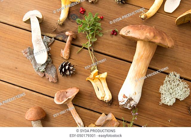 different edible mushrooms on wooden background