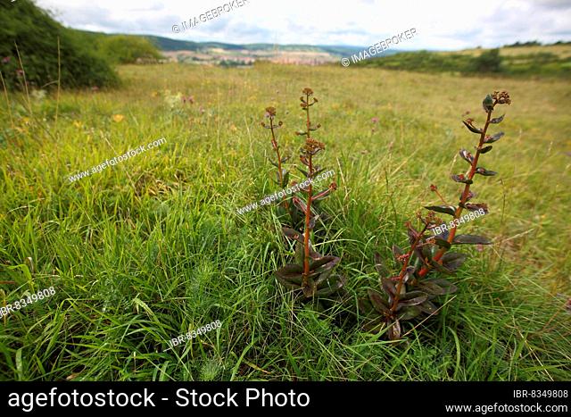 Orpine (Hylotelephium telephium) with landscape and surroundings in Saupurzel, Karlstadt drylands, Karlstadt, Main, Lower Franconia, Franconia, Bavaria, Germany