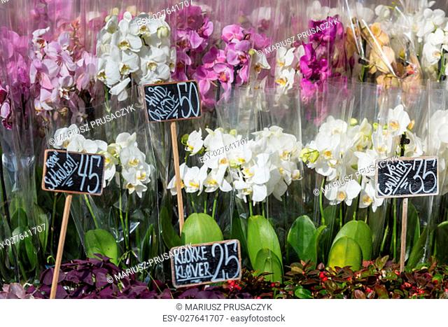 Beautiful colorful Orchid flowers in flower shop