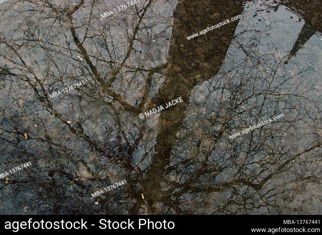 Reflection in a puddle of a bare deciduous tree