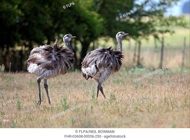 Greater Rhea Rhea americana two adults, walking on windy pampas grassland, Buenos Aires Province, Argentina, january