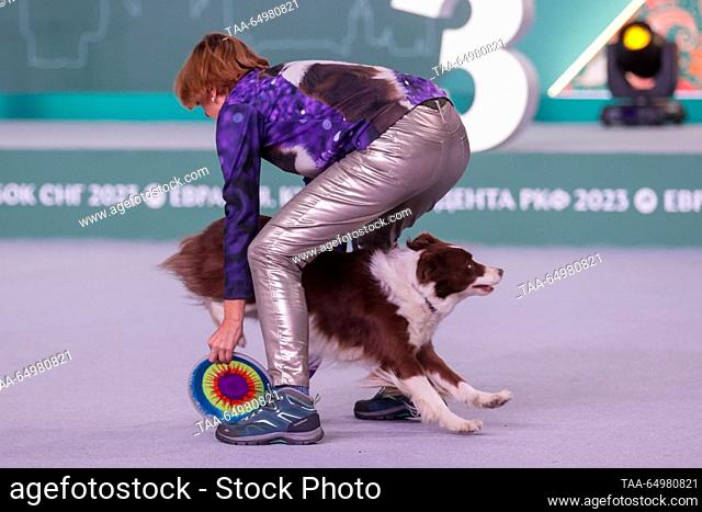 RUSSIA, MOSCOW REGION - NOVEMBER 19, 2023: An owner and a Border Collie dog are seen during a Freestyle Frisbee (flying disc) show as part of an exhibition show...