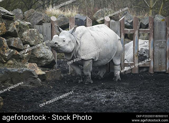 Indian rhinoceros (Rhinoceros unicornis) enjoy unusual quietness in the Plzen Zoo, Czech Republic, on Wednesday, March 18, 2020