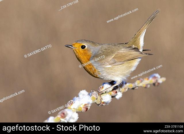 European Robin (Erithacus rubecula), side view of an adult perched on a branch, Campania, Italy