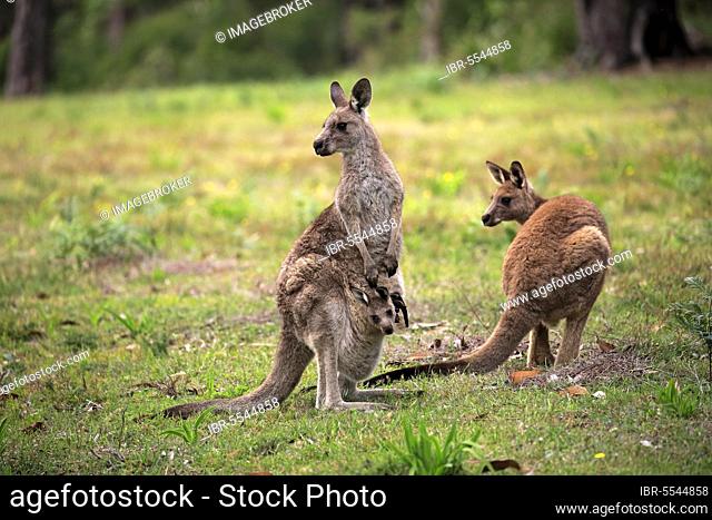Eastern grey kangaroo (Macropus giganteus), adult female with young looking out of pouch, Merry Beach, Murramarang National Park, New South Wales, Australia