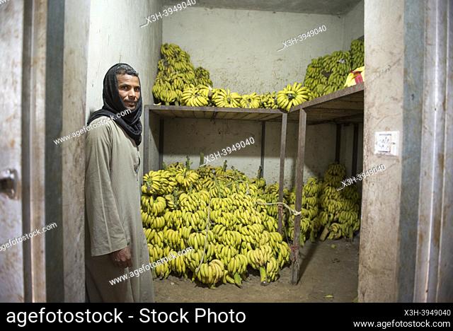 Banana warehouse grown by Hussein, Ramadi village, west bank of the Nile south of Edfu, Egypt, North East Africa