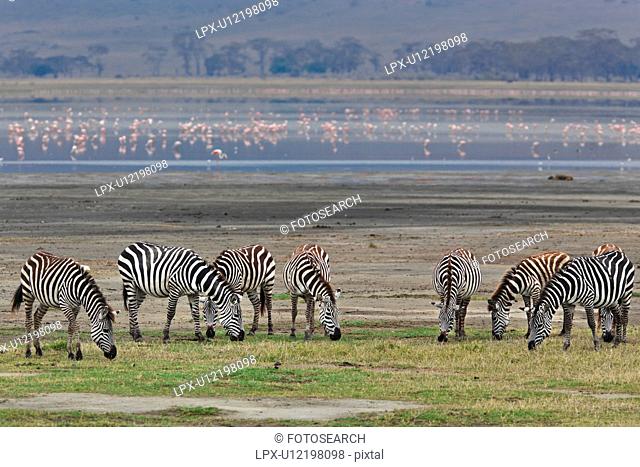 World Heritage Site, Central, Tanzania, Ngorogoro, Conservation Area, action, Africa