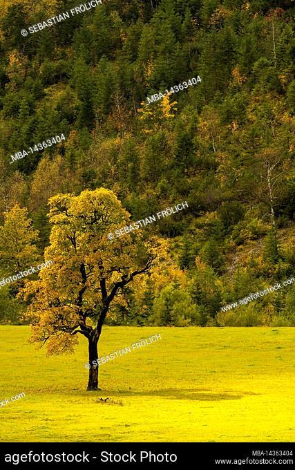 A single maple tree backlit by the sun at the big maple ground near Hinterriss / Tyrol, Austria in autumn with autumn leaves
